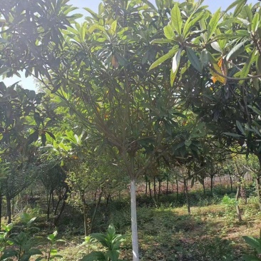 枇杷树5-7公分大量现货