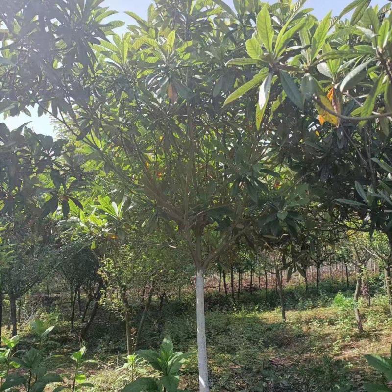 枇杷树5-7公分大量现货