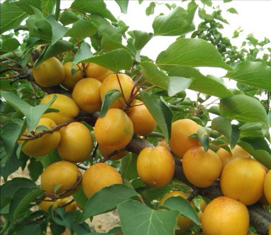 展示一颗成熟凯特杏的外观,果皮呈橙黄色,果肉饱满多汁 凯特杏的外观特写