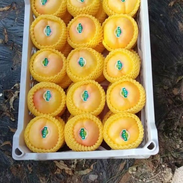 大棚黄金蟠桃
