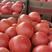 西红柿/博爱西红柿产地种植需要的老板电话联系