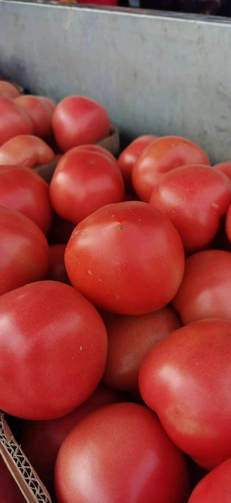 西红柿/博爱西红柿产地种植需要的老板电话联系