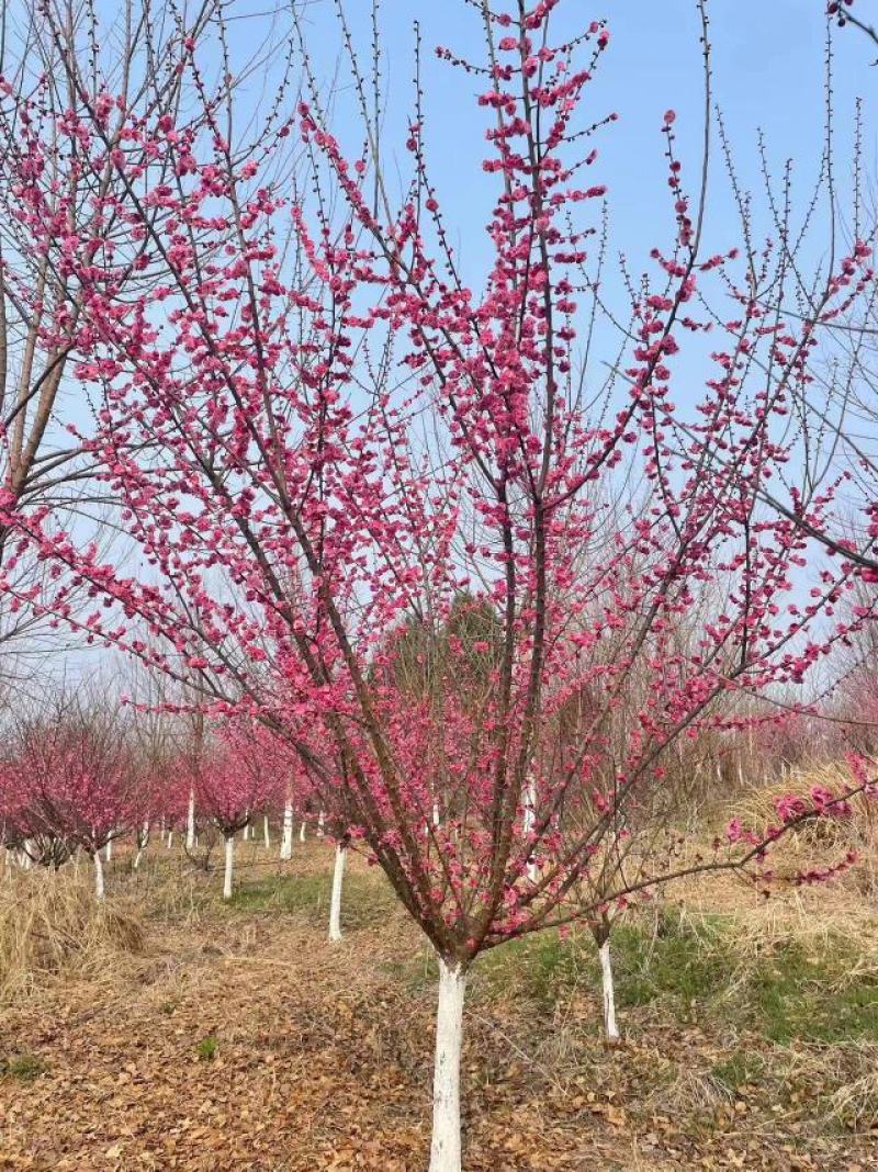 红梅