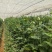 大量元素水溶肥料（营养均衡型）公司活动政策：买十送一