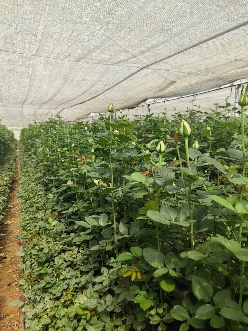 大量元素水溶肥料（营养均衡型）公司活动政策：买十送一