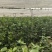 大量元素水溶肥料（营养均衡型）公司活动政策：买十送一