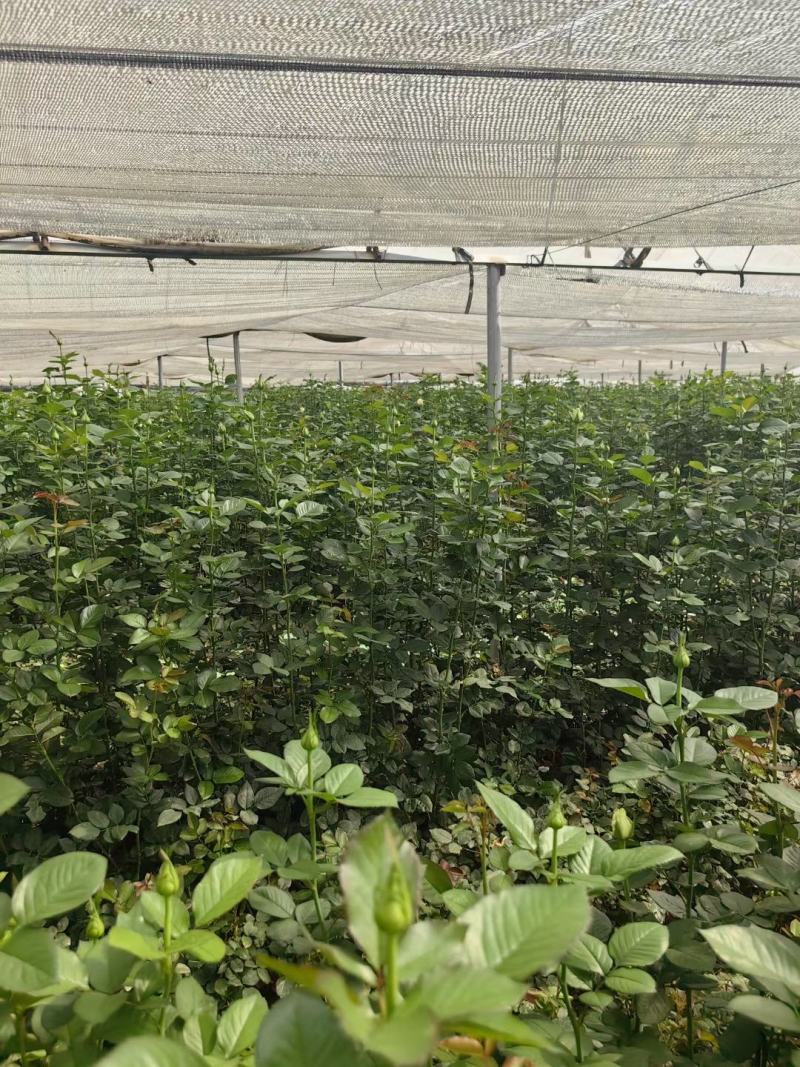 大量元素水溶肥料（营养均衡型）公司活动政策：买十送一