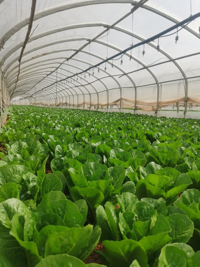大量元素水溶肥料（营养均衡型）公司活动政策：买十送一