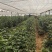 大量元素水溶肥料（营养均衡型）公司活动政策：买十送一