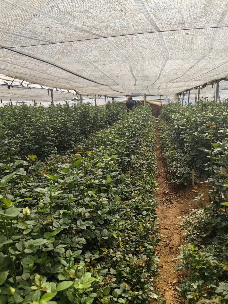 大量元素水溶肥料（营养均衡型）公司活动政策：买十送一