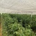 大量元素水溶肥料（营养均衡型）公司活动政策：买十送一