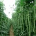 大量元素水溶肥料（高钾膨果型）公司活动政策：买十送一