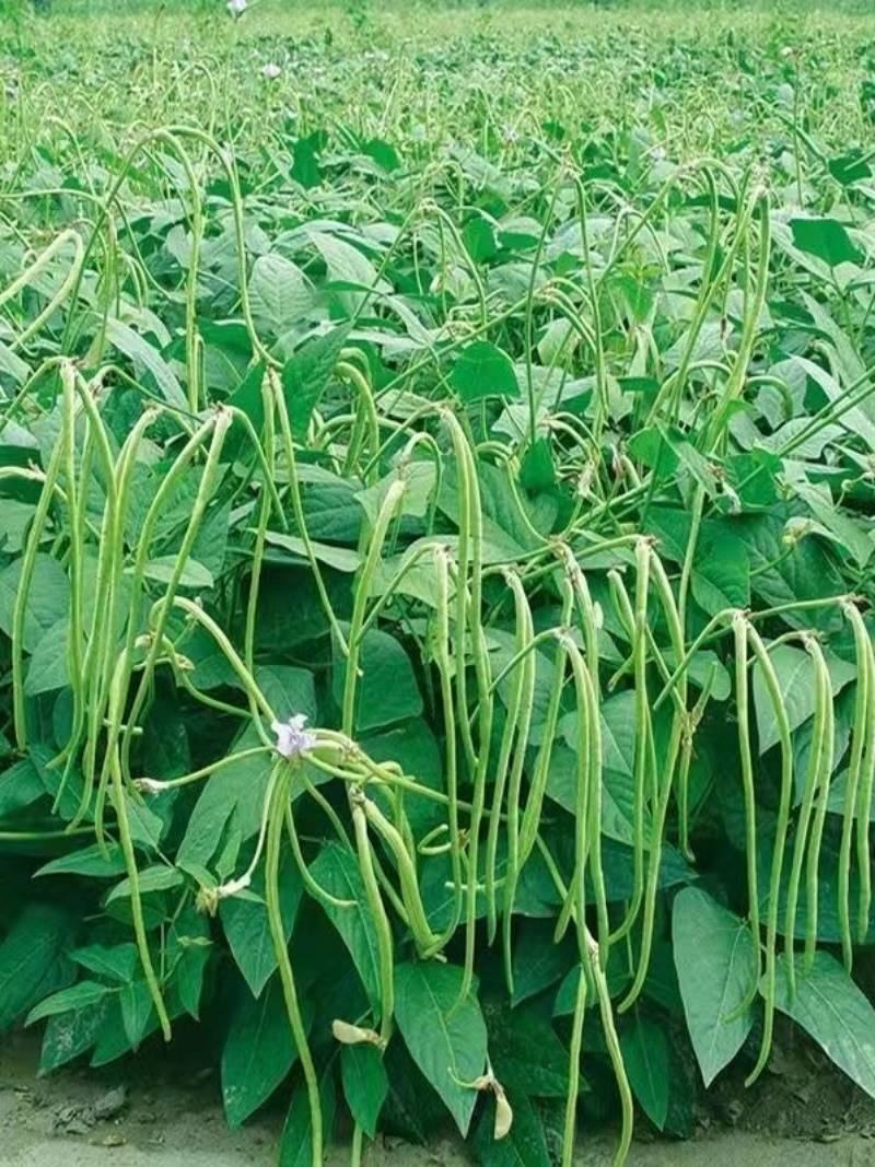 大量元素水溶肥料（高钾膨果型）公司活动政策：买十送一