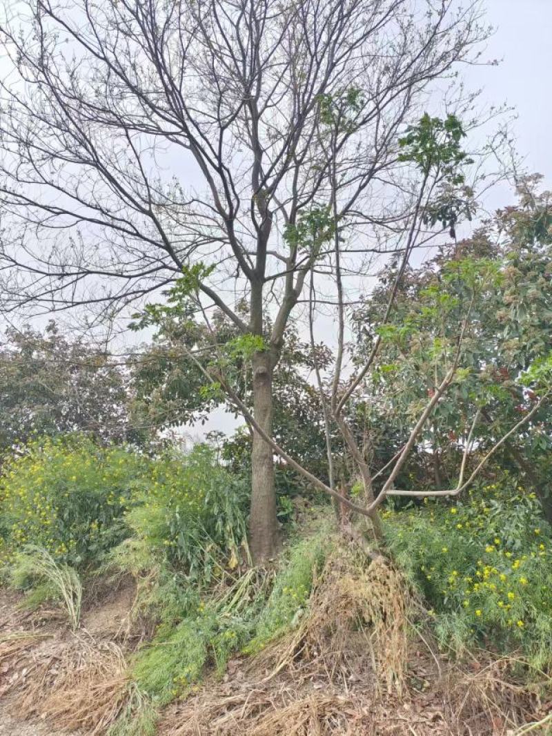 乌桕20-35公分