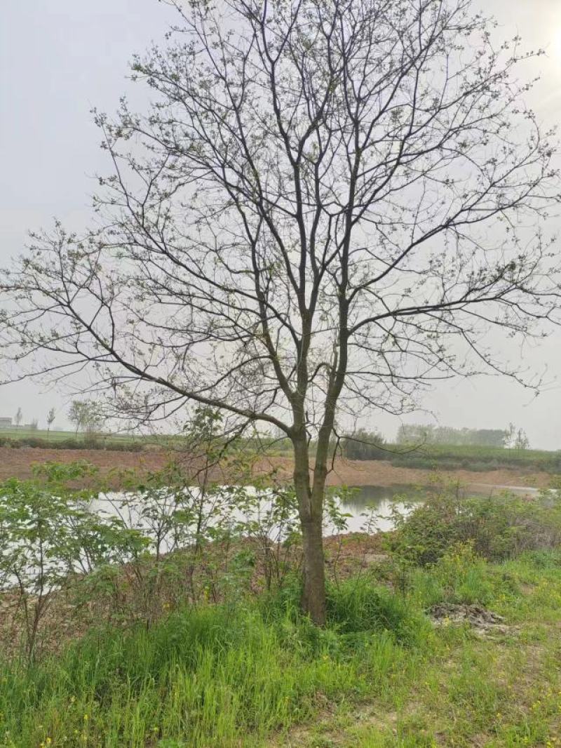 乌桕20-35公分