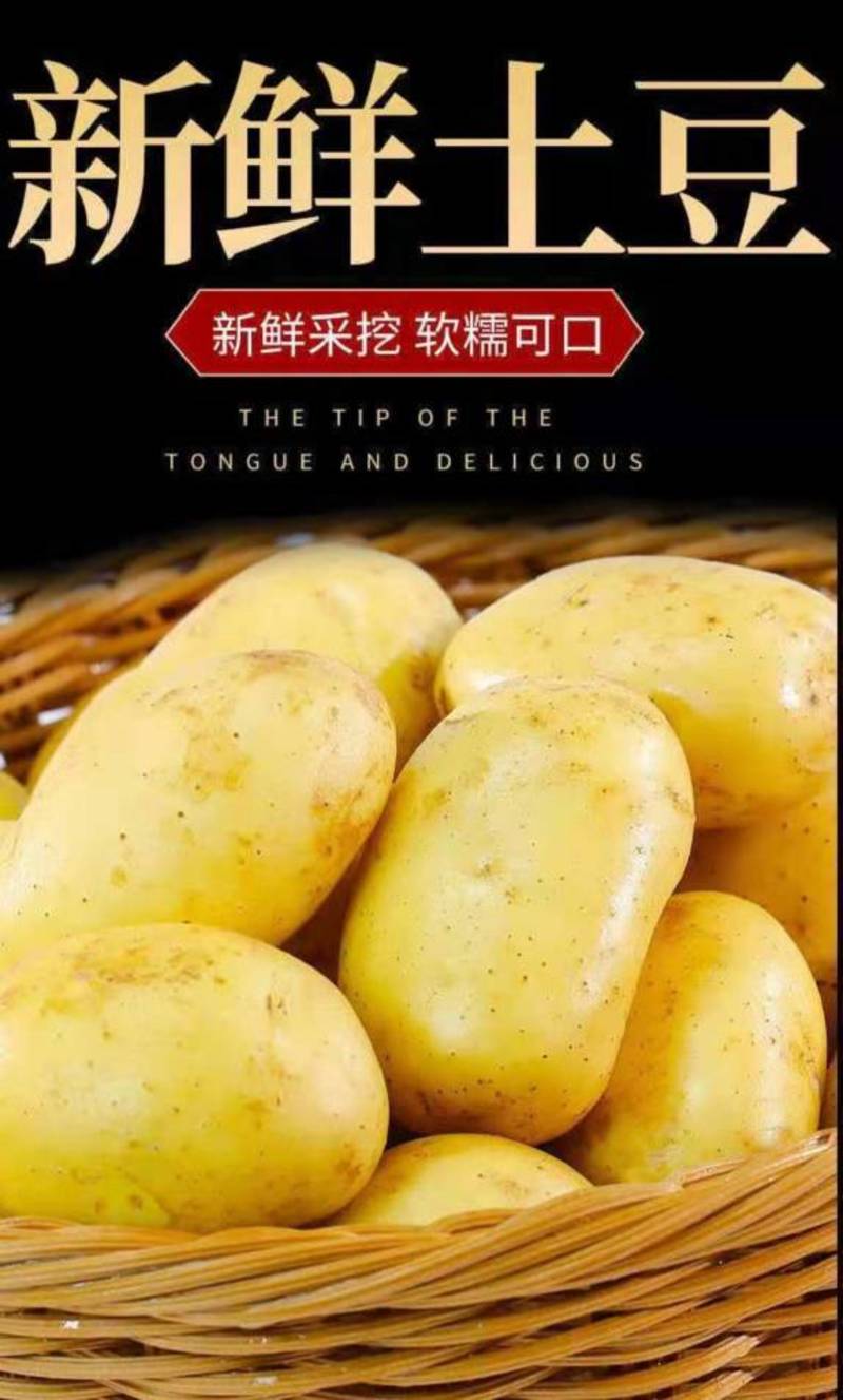 黄心黄皮土豆盛产基地品种齐全提供大小土豆规格分拣清洗服务