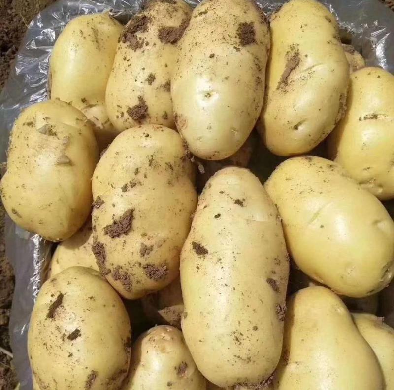 黄心黄皮土豆盛产基地品种齐全提供大小土豆规格分拣清洗服务