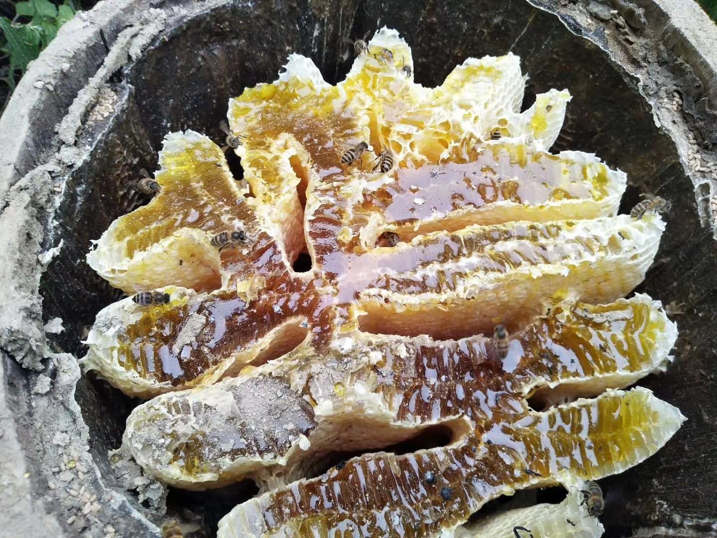蜜蜂能否食用