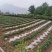 大量元素水溶肥料（悬浮平衡型）公司政策买十送一