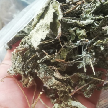 野生藤茶。莓茶，广西大山纯野生