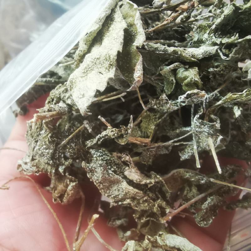 野生藤茶。莓茶，广西大山纯野生