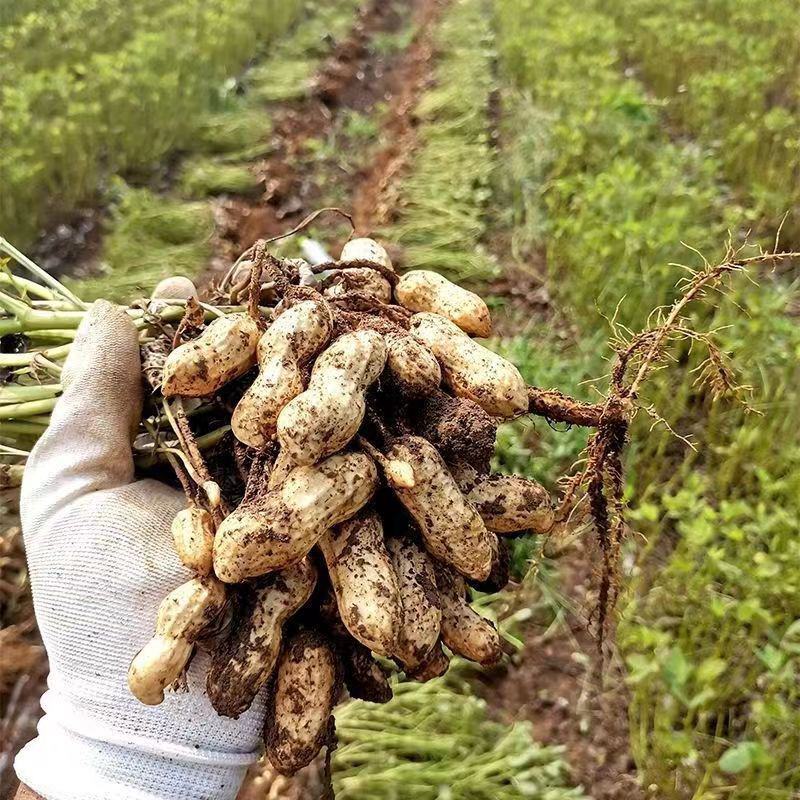 【万人买】生花生米新货2022年商用大颗粒新鲜不带壳白沙