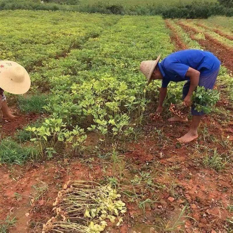 【万人买】生花生米新货2022年商用大颗粒新鲜不带壳白沙