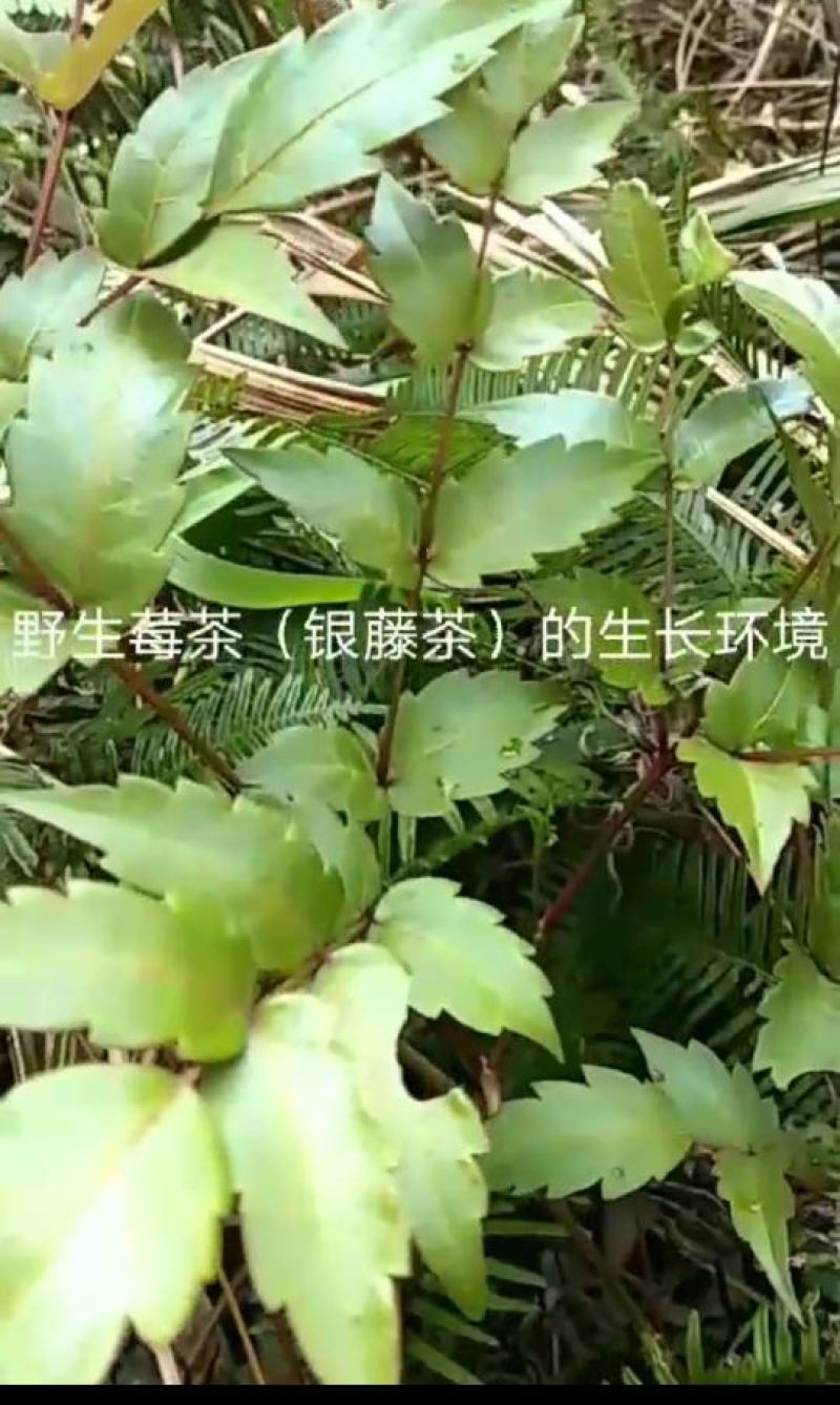 野生藤茶。莓茶，广西大山纯野生