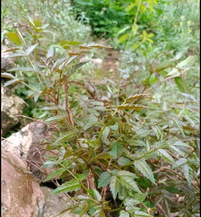 野生藤茶。莓茶，广西大山纯野生