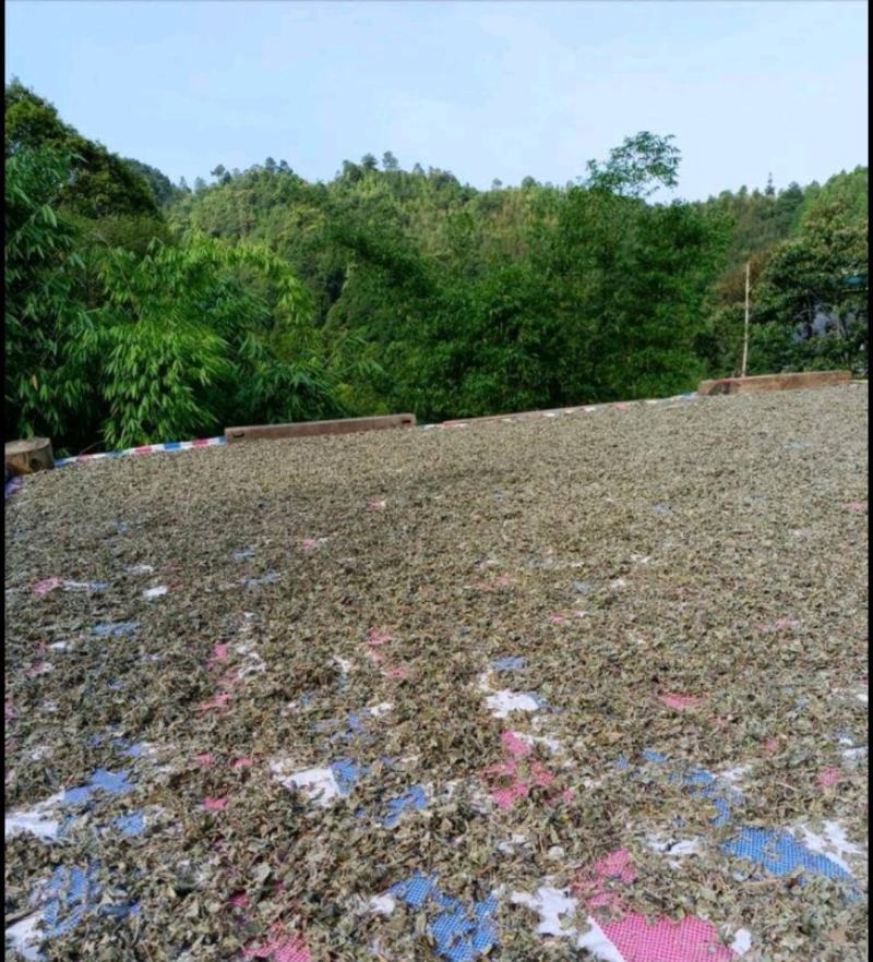 野生藤茶。莓茶，广西大山纯野生