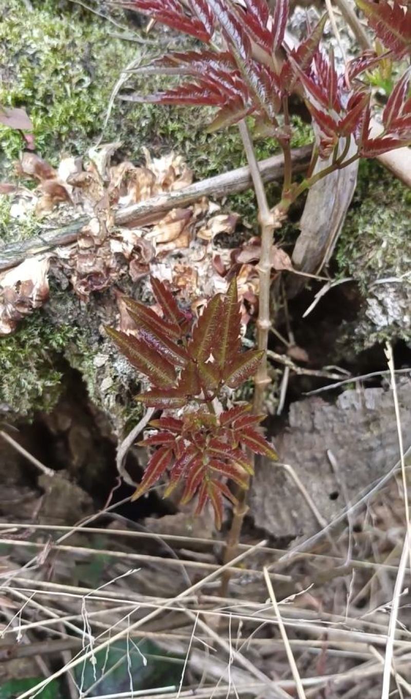 野生藤茶。莓茶，广西大山纯野生