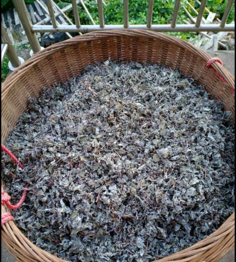 野生藤茶。莓茶，广西大山纯野生