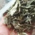 野生藤茶。莓茶，广西大山纯野生