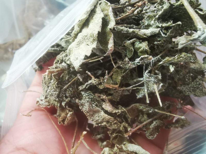 野生藤茶。莓茶，广西大山纯野生