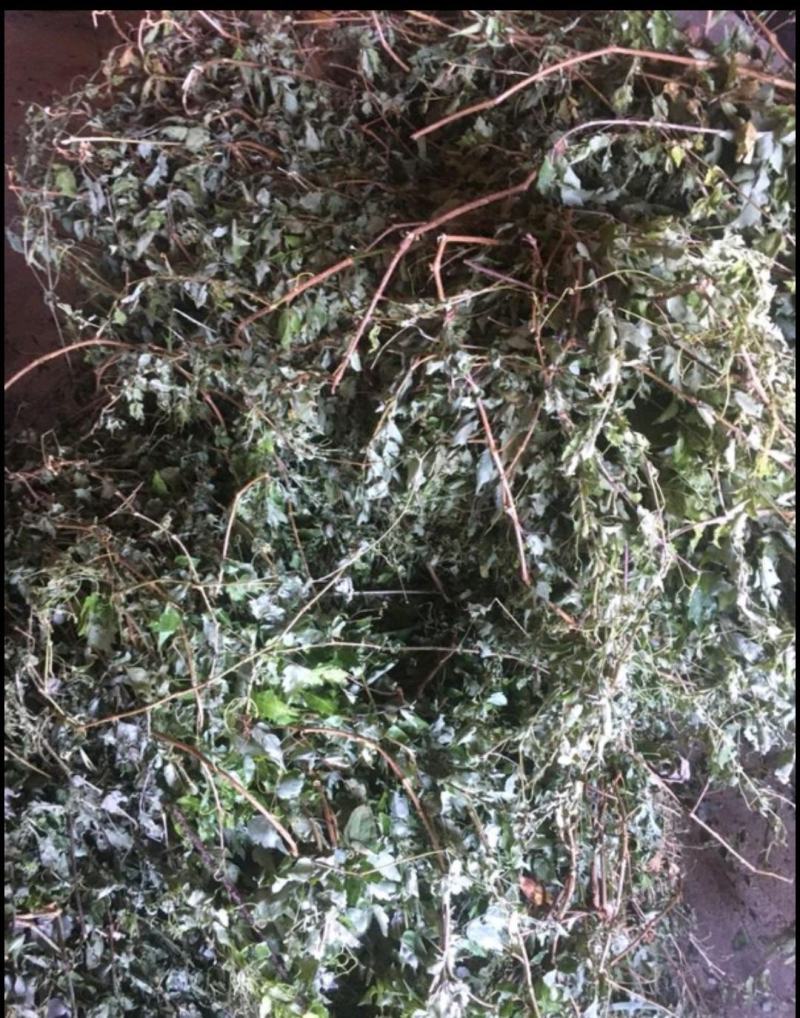 野生藤茶。莓茶，广西大山纯野生