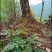 野生藤茶。莓茶，广西大山纯野生