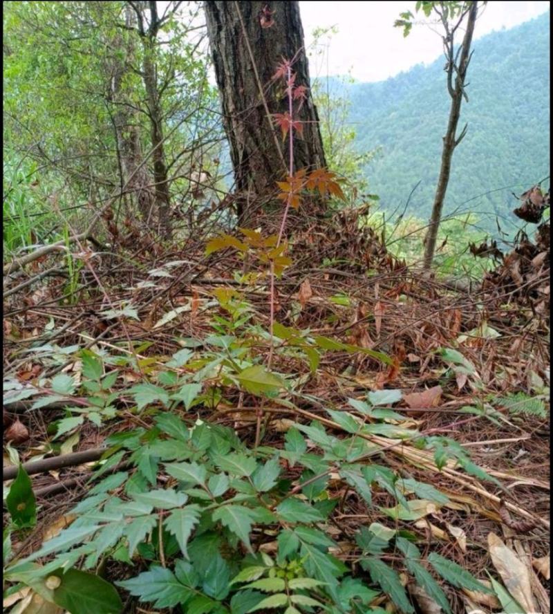 野生藤茶。莓茶，广西大山纯野生