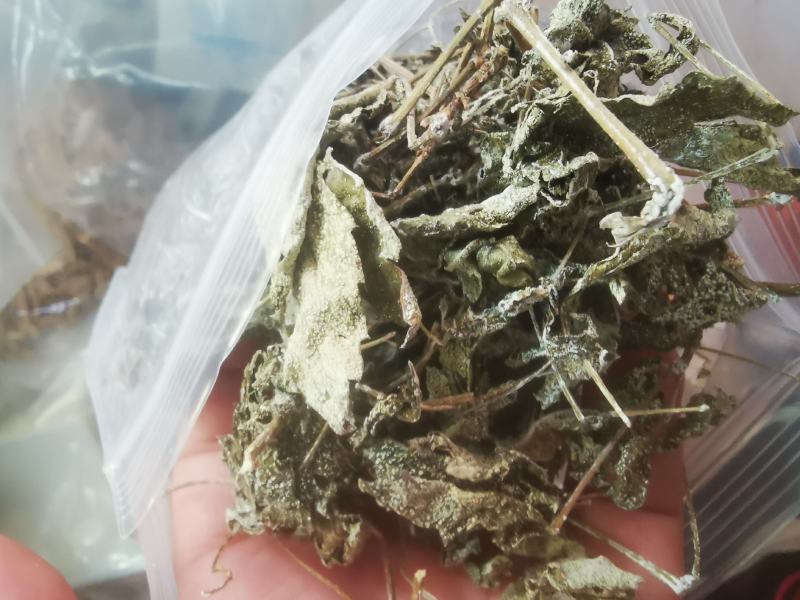 野生藤茶。莓茶，广西大山纯野生