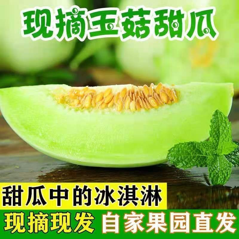 一件代发玉菇甜瓜基地直发保质保量现货秒发