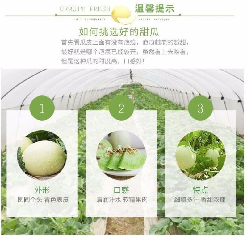 一件代发玉菇甜瓜基地直发保质保量现货秒发