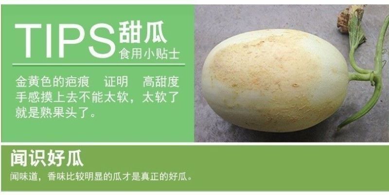 一件代发玉菇甜瓜基地直发保质保量现货秒发