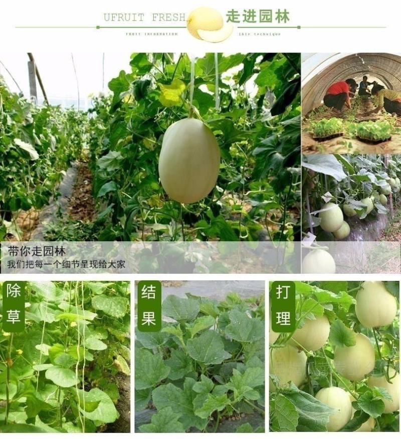 一件代发玉菇甜瓜基地直发保质保量现货秒发