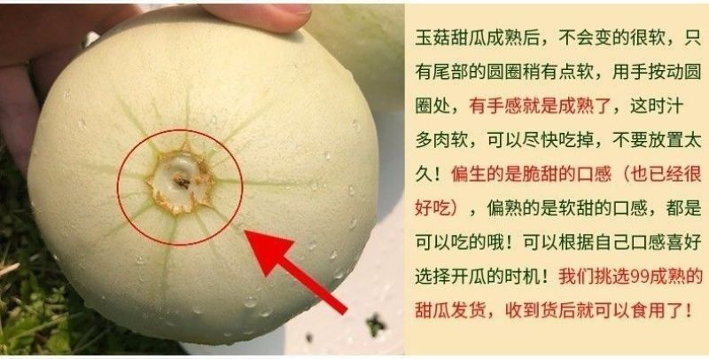 一件代发玉菇甜瓜基地直发保质保量现货秒发