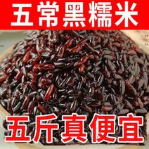 东北黑糯米血糯米农家自种黑米粥粽子饭团当季新米粗杂粮自产