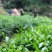 一喷绿（多肽高效液体氮肥公司活动政策：买三送一，买五送二