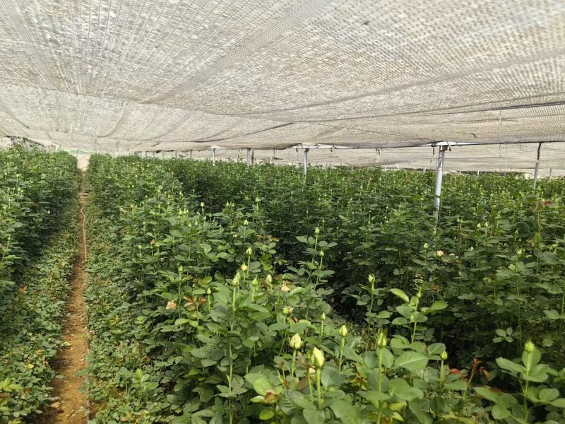 一喷绿（多肽高效液体氮肥公司活动政策：买三送一，买五送二