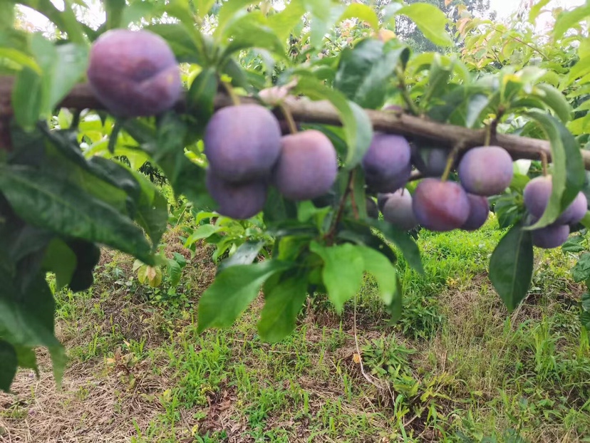 五月脆李子成熟果实特写