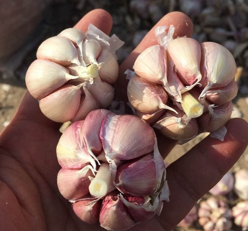 蒜苔与豆浆的营养成分对比图
