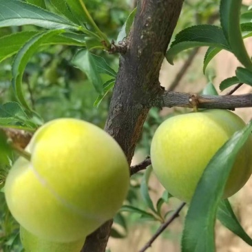 蜂糖李