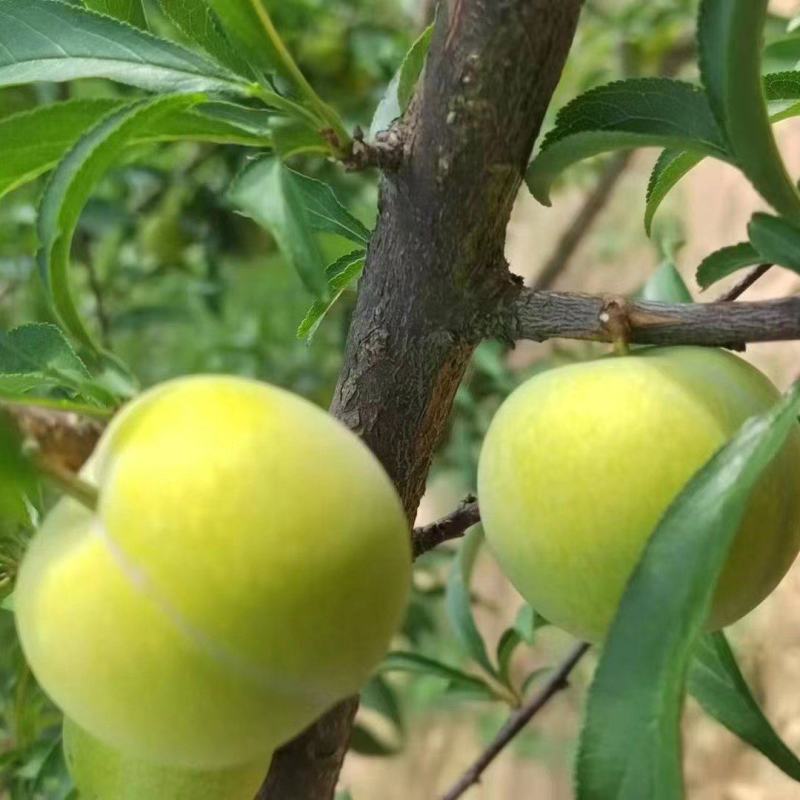 蜂糖李